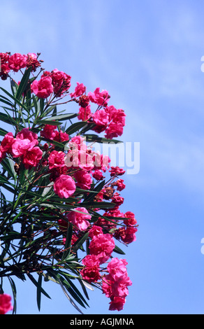 Nerium Oleander Blüten gegen ein 'blue Sky' Stockfoto