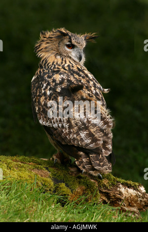 Europäische Uhu (Bubo Bubo) stehend auf A Moos bedeckt Log Stockfoto