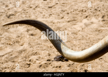 Texas Longhorn, detail Stockfoto