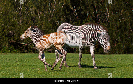 GREVY Zebra (Equus Grevyi) Stute und Fohlen Stockfoto