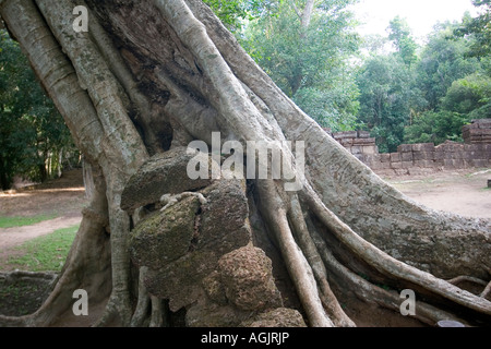 Baum überwuchert ta Prohm Wand Stockfoto