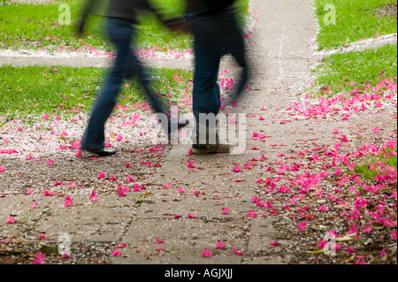 Eine Blume übersäten Pfad ab dem Frühjahr blühen fallen, Keele University Campus, Keele, UK Stockfoto