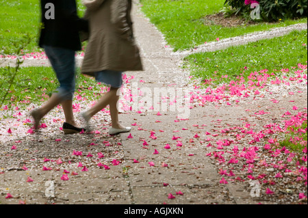 Eine Blume übersäten Pfad ab dem Frühjahr blühen fallen, Keele University Campus, Keele, UK Stockfoto