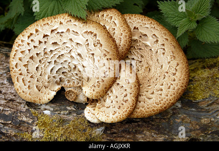 Halterung Pilze wachsen auf einer Kastanie Stockfoto
