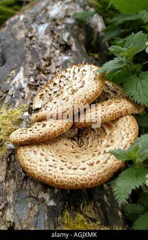 Halterung Pilze wachsen auf einen umgestürzten Baum Stockfoto