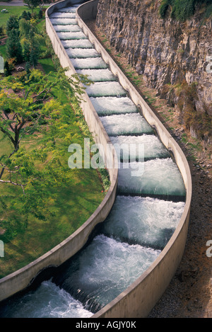 Lachs Fischtreppe Stockfoto