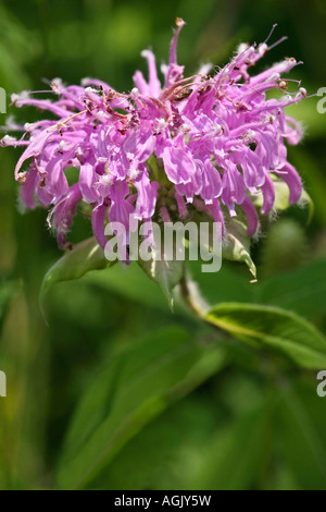 Blühende rosafarbene Wildblume Bergamotte Monarda fistulosa auf grünem, blumigem Hintergrund niemand in Michigan MI USA Hi-res Stockfoto