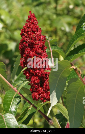 Blühender Baum Staghorn Sumac Rhus typhina Nahaufnahme oben von oben verschwommener Unschärfe Hintergrund Niemand vertikal in Mishigan USA Hi-res Stockfoto