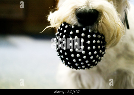 Nahaufnahme der Nase ein West Highland White Terrier halten quietschende schwarz-weiß Gummiball im Mund spielen wollen Stockfoto