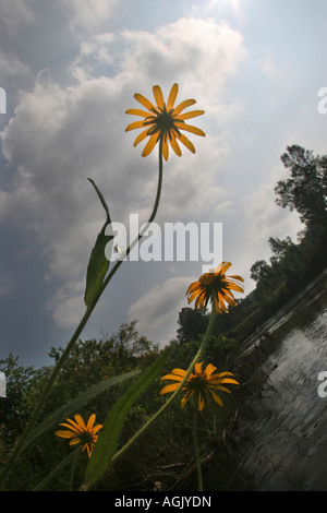 River Little Manistee Michigan USA blühende Wildblumen Rudbeckia Hirta schwarzäugige Susans Hintergrundtapeten Handy für Telefon Hintergrundtapete Hi-res Stockfoto