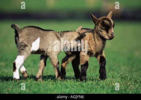 Zwei junge Ziegen im Feld Stockfoto