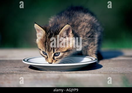 Kätzchen trinken Milch aus einer Untertasse Stockfoto