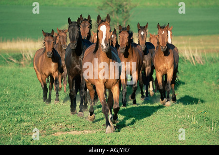 Pferde laufen in Feld Stockfoto