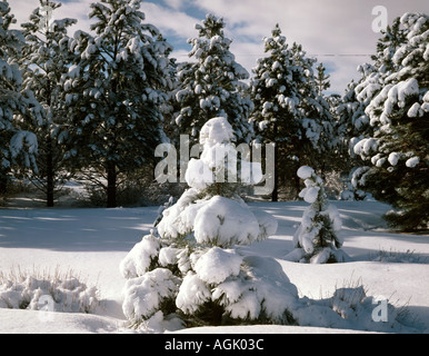 Winterlandschaft mit Schnee durchnässt Bäume in Zentral-Oregon Stockfoto