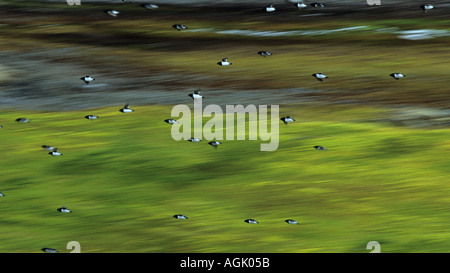 DOVEKIE oder LITTLE AUK im Flug SVALBARD Spitzbergen Norwegen Stockfoto