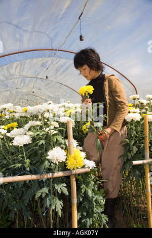 Portrait von asiatische Frau Kommissionierung Chrysantheme Blüten, Blumen & Pflanzen wachsen in Polyethylen treibhäusern Gewächshaus, Chiang Mai, Nord Thailand, Asien Stockfoto