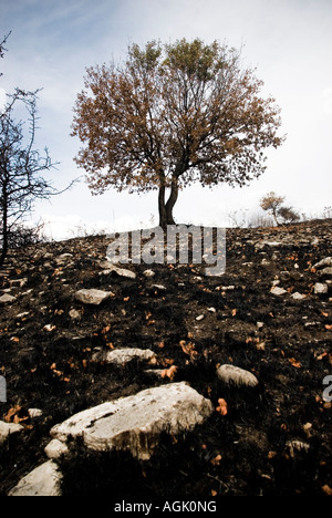 Italien, Abruzzen, Roccamorice - 2007. Waldbrand Stockfoto