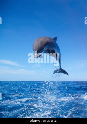 Flasche nosed Dolphin springen Honduras-Mittelamerika Stockfoto