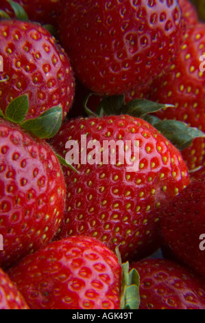 Fresh picked ripe red strawberries Stockfoto