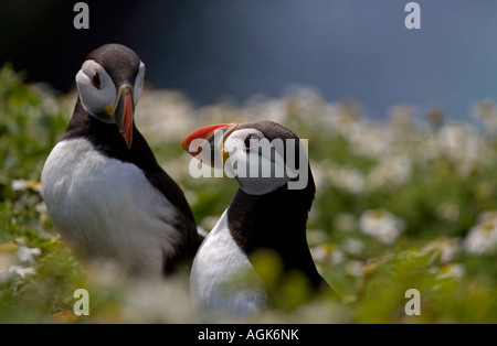 Zwei Papageientaucher in Graben auf Skomer Island im Sommer Stockfoto