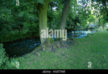 Fluss Taube Dovedale Peak District Nationalpark Derbyshire Staffordshire England uk Stockfoto