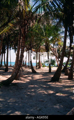 Schöner Sandstrand mit Palmen am Punta Soliman an der Riviera Maya an der karibischen Küste von Mexiko Stockfoto