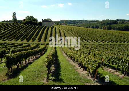 Reben in der Nähe von Pamport in den Wein erzeugenden Fläche Bergerac Region Frankreich Dordogne EU Stockfoto