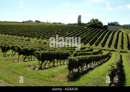 Reben in der Nähe von Pamport in Bergerac Region Frankreich Dordogne EU Stockfoto