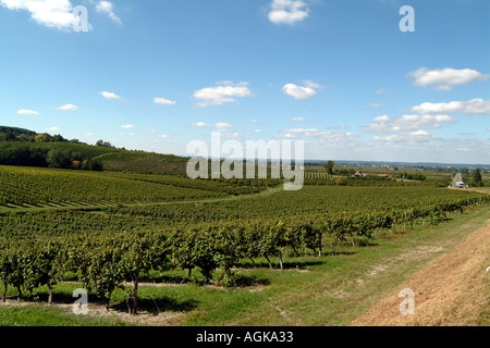 Reben in der Nähe von Pamport in Bergerac Region Frankreich Dordogne EU Stockfoto