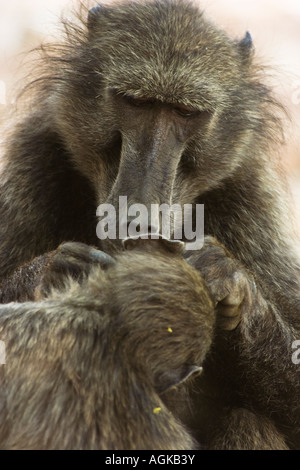 Pavian Mutter pflegt ihre Nachkommen Stockfoto