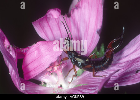 Ohrwurm, Dermaptera bestellen. Auf Blume Stockfoto