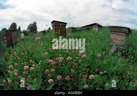 Bienenhaus auf Ausläufern und Biene Pflanzen Klee Trifolium vor Nesselsucht. Sibirien, Russland Stockfoto