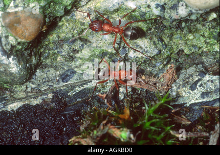 Red Ants Stacheldraht, Formica Rufibarbis. Zwei Arbeiter Stockfoto