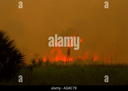 Ein Lauffeuer brennen im Everglades, Florida in der Nähe von Alligator Alley bei Sonnenuntergang, USA Stockfoto