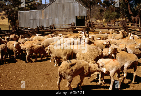 Murga New South Wales Australien Schafe Bauernhof Schafe nach der Schur Stockfoto