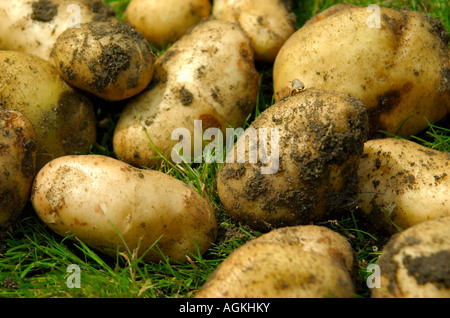 neue Kartoffeln frisch vom Garten gegraben Stockfoto