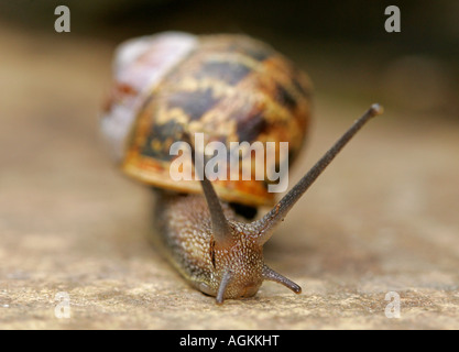 Eine Nahaufnahme einer gemeinsamen Schnecke (Helix Aspersa) Stockfoto