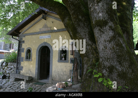 Die ältesten italienischen Berg-Ulme neben der kleinen Kirche, Le Tagliole, Italien Stockfoto