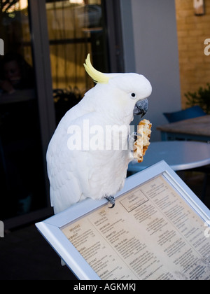 Australische weiße Schwefel crested Cockatoo Papagei Essen während thront auf einem Café-Schild-Menü Stockfoto