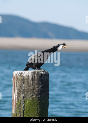 Kormoran oder wenig pied schwarze Shag Phalacrocorax Melanoleucos sitzen auf einem Pfosten am Meer, mit ausgestrecktem Hals Stockfoto