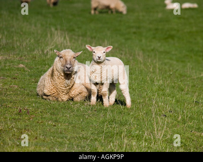 Neuseeland NZ Romney Frühling Lamm stehend gegen seine Mutter Ewe auf Rasen Hof Weide Stockfoto