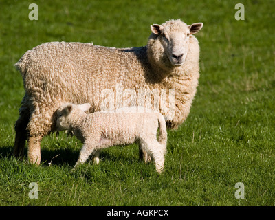 NZ Romney Frühling Lamm Spanferkel aus Mutter Ewe auf Rasen Hof Weide Stockfoto