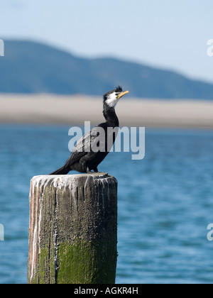 Kormoran oder wenig Shag Phalacrocorax Melanoleucos sitzen auf einem Pfosten am Meer, Kapiti Coast, Neuseeland Stockfoto