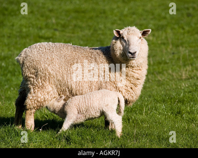 NZ Romney Frühlingslamm Fütterung von Mutter Ewe auf Rasen Hof Weide Stockfoto