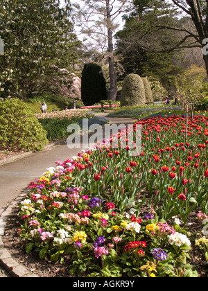 Einen Gartenweg mit Grenzen von blühenden Rhododendren Tulpen Primula Betten und Formschnitt Wellington Botanic Garden NZ Stockfoto