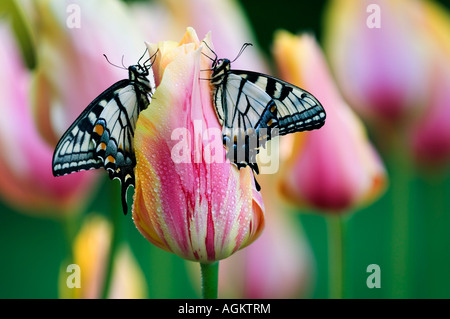 Östliche Tiger Schwalbenschwanz Schmetterling (Papilio Glaucus) auf Tulpe in den frühen Morgenstunden. Stockfoto