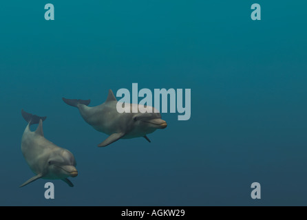 BOTTLENOSED Delphin paar Tursiops truncatus Stockfoto