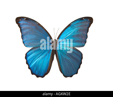 BLUE MORPHO Schmetterling Morpho sp tropischen Regenwäldern Südamerikas Stockfoto