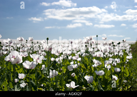 A crop of opium poppies Papaver somniferum in flower and seedhead Hampshire UK Stockfoto