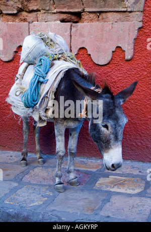 Mexiko, San Miguel de Allende, Pack-Esel mit Packs. Stockfoto